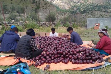 बजार झर्दै मुस्ताङी स्याउ